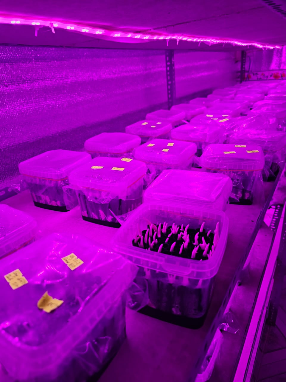 Vertical Farming Setup